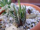 Haworthia fasciata