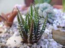 Haworthia fasciata