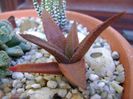 Haworthia angustifolia