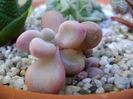 Graptopetalum amethystinum