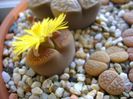 Lithops