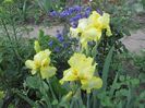 Iris american Acapulco Gold