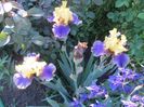 4.Iris american Edith Wolford