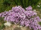 aster ericoides Esther