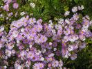 aster ericoides Esther