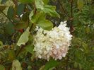 hydrangea paniculata Limelight