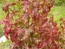 acer tataricum