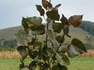 populus Purple Tower