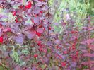berberis Orange Rocket