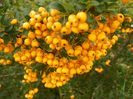 pyracantha Soleil d'Or