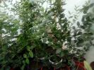 Plante de prun natal - Carisa macrocarpa
