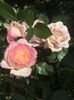 6BB6F215-4EB3-417E-AD68-B7DFAE479381