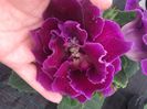 Gloxinia