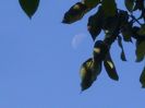 Ultimul patrar - Luna in Rac