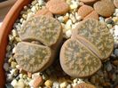 Lithops