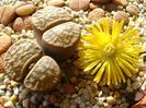 Lithops