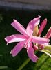 Nerine bowdenii