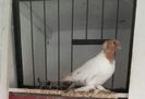 IMG-20181002-WA0031-1