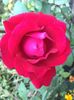 dame de coeur