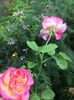 78C5CF37-C20A-42A3-9153-EFEB2D4269BB