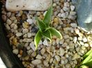 Agave utahensis