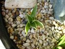 Agave utahensis