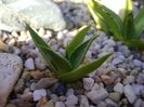 Agave utahensis