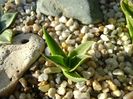 Agave utahensis