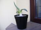 Agave americana