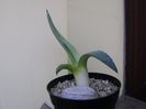 Agave americana