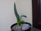 Agave americana