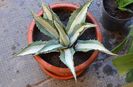 Agave Americana Mediopicta Alba