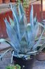 Agave amercicana