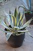 Agave americana marginata