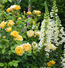 Graham Thomas (Ausmas) & foxgloves B