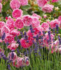 Harlow-Carr-(Aushouse)-Harlow-Carr-with-Lavender-Hidcote-Blue