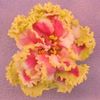 Apollo Pink