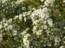 aster ericoides Schneetanne