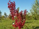 acer tataricum