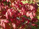 euonymus alatus Compactus