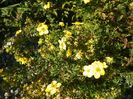 potentilla fruticosa Goldfinger