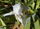 iris English Cottage