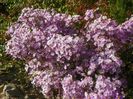 aster ericoides Esther