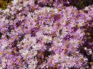aster ericoides Esther