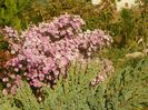 aster ericoides Esther