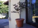 Loropetalum chinensis