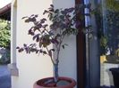 Loropetalum chinensis