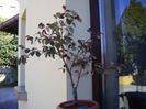 Loropetalum chinensis