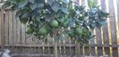 Citrus sinensis moro fructe violet
