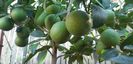 Citrus sinensis moro fructe violet